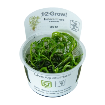 Heteranthera zosterifolia - Seegrasblättriges Trugkölbchen 1-2-Grow!